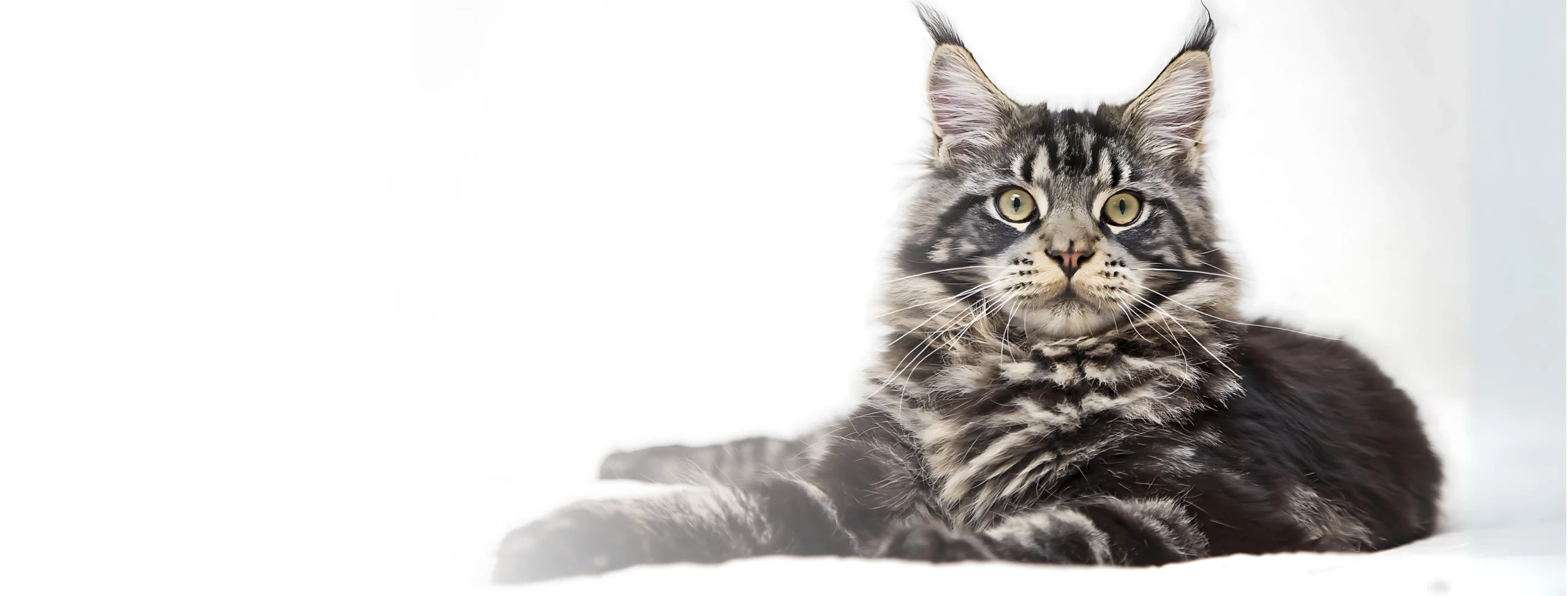 Maine Coon Kittens for Sale Desktop Banner scaled